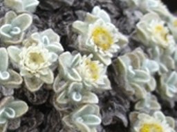 Helichrysum pagophilum flowerheads